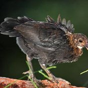 Red Junglefowl